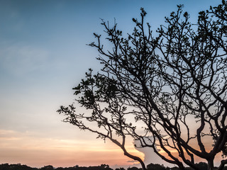 Tree and colorful sky with beautiful sunset