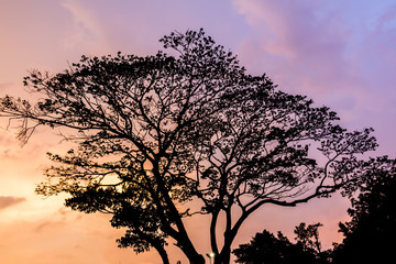 Obraz premium Tree and colorful sky with beautiful sunset