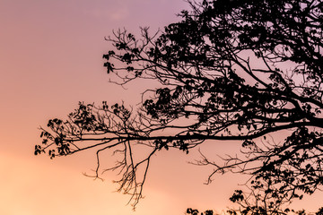 Tree and colorful sky with beautiful sunset