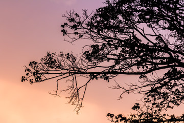 Fototapeta premium Tree and colorful sky with beautiful sunset