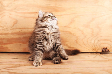 Persian cat,3 months old