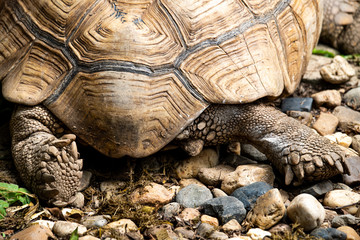 Closeup large Sulcata Tortoise with beautiful texture skin isolated on the ground.