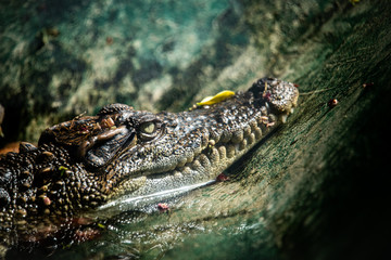 crocodile with mouth wide open