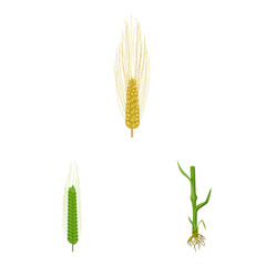 Isolated object of wheat and corn logo. Collection of wheat and harvest vector icon for stock.