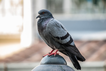 Fototapeta premium Close-up Pigeon Bird standing. Portrait of a common pigeon.