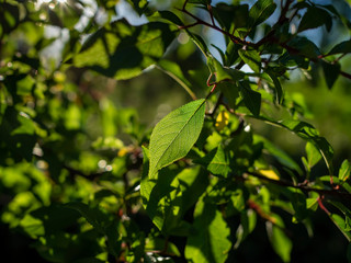 Bright fresh leaves on the tree branch