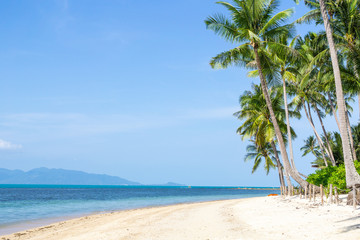 Naklejka na ściany i meble Coconut palm trees on island and sand beach. Summer concept