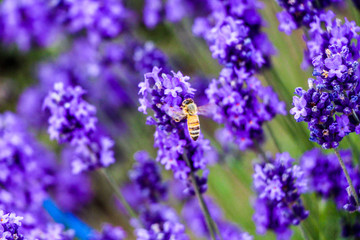 Obraz premium a bee and the flower