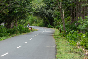 Beautiful Ghat road along the mountain range of Talamalai Reserve Forest, Hasanur, Tamil Nadu - Karnataka State border, India