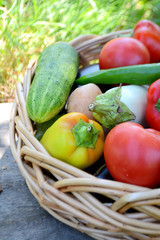 Different fresh organic vegetables from the garden in a wicker basket. Summer and autumn harvest. Healthy organic food concept