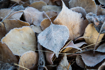 Dry leaves in hoarfrost