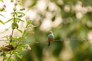 Bird on a wire