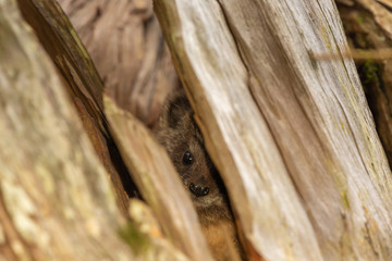 Hiding Hyrax