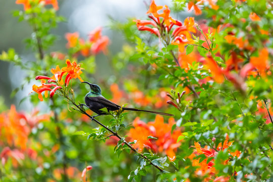 Nectaring Bronze Sunbird