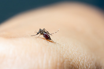 Close-up of blood sucking mosquitoes