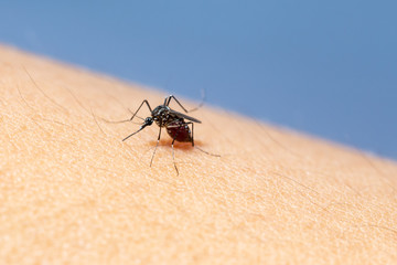Close-up of blood sucking mosquitoes