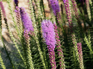 Liatris spicata | Plume du Kansas rose | Liatris à épis | Liatride en épi | Liatride à épis 