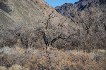 Canyon's wilds