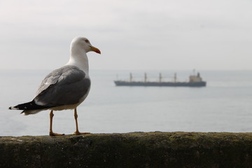 Fototapeta premium gabbiani che ammirano il panorama