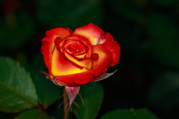 Fragrant Rose in Full Blossom