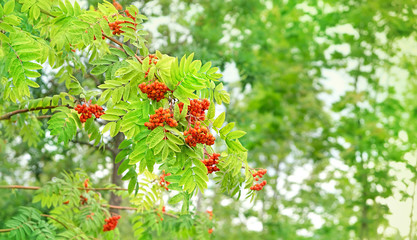 Red rowan berries on green tree. tree with bright ripe Rowan berries on nature background. Summer or autumn season nature backdrop. soft selective focus. copy space