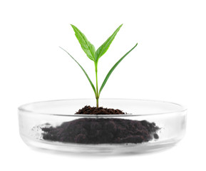 Green plant with soil in Petri dish isolated on white. Biological chemistry