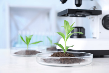 Green plants with soil in Petri dishes on table in laboratory. Biological chemistry