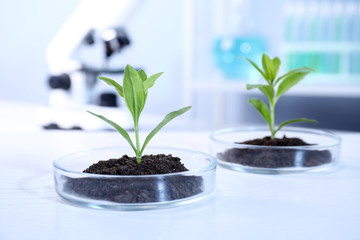 Green plants with soil in Petri dishes on table in laboratory. Biological chemistry