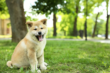 Naklejka na ściany i meble Funny adorable Akita Inu puppy looking into camera in park, space for text