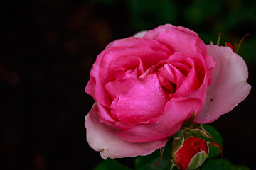 Fragrant Rose in Full Blossom