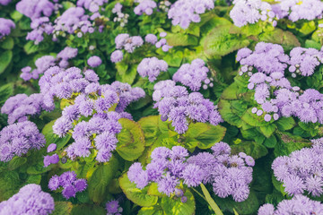 Many lilac flowers. Flower bed with flowers. Flower fair.