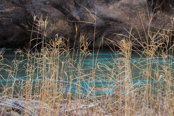 Streaming river through the reeds