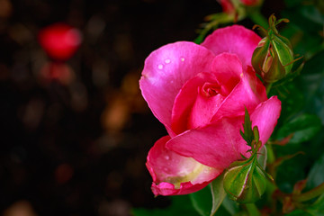 Obraz premium Fragrant Rose in Full Blossom