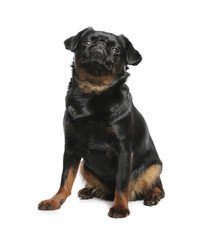 Fototapeta premium Adorable black Petit Brabancon dog sitting on white background