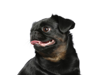 Adorable black Petit Brabancon dog on white background