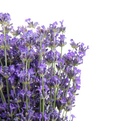 Fototapeta premium Beautiful tender lavender flowers on white background, top view