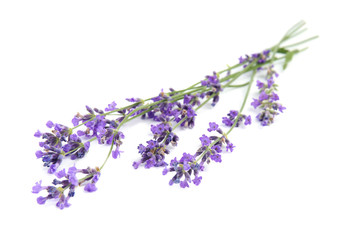 Fototapeta premium Beautiful tender lavender flowers on white background