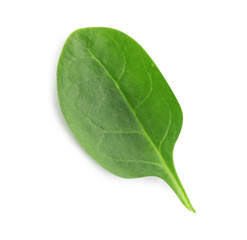 Fototapeta na wymiar Fresh green leaf of healthy baby spinach on white background