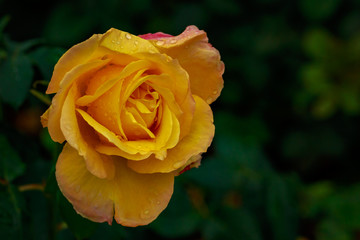 Fragrant Rose in Full Blossom