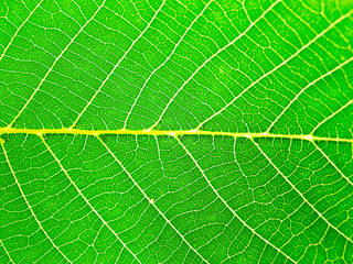 Walnut leaf closeup
