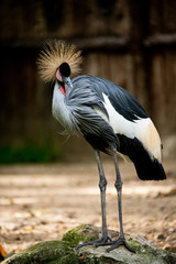 Closeup gorgeous bright crest Crowned Crane standing on the rock with sunny day isotlated nature background.