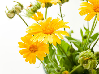 Calendula on white
