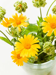 Calendula on white