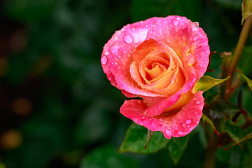 Fragrant Rose in Full Blossom