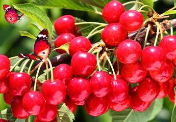 Red sweet cherry grows on a tree. Ripe juicy berries and green leaves against sunlight. Fruit orchard. Bumblebee on the branch. Gardening. Agriculture. Harvesting on sunny day