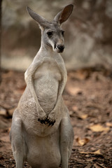 Kangaroo isolated on blur background looking at camera on hot summer day.
