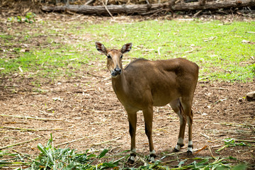 Curious single white roe deer standing in nature habitat