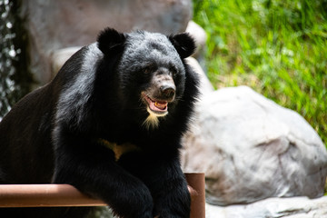 Closeup prestigious black big Bear isolated on blur background looking at camera and enjoy sunbathe on hot summer day.