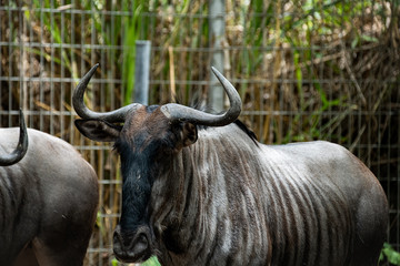 Closeup a lagre African animal long horns Wilderbeast or Gnu in the zoo.