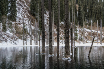 Pine tree's trunks in the water